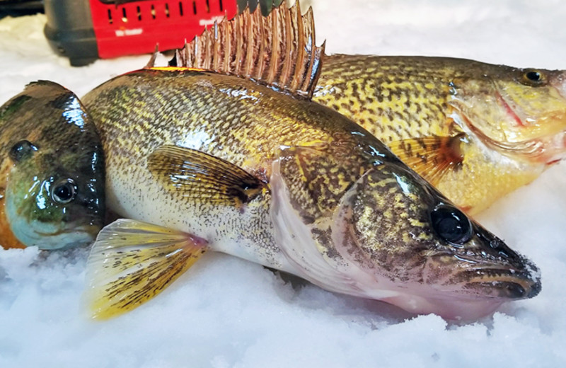 Ice fishing near Olson's Big Pine Get-A-Way.