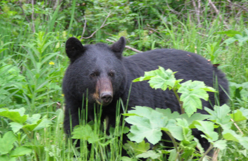 Black bear at Kenai Riverside Lodge.