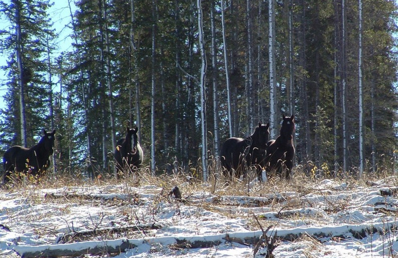 Wild horses at Cheechako Cabins.