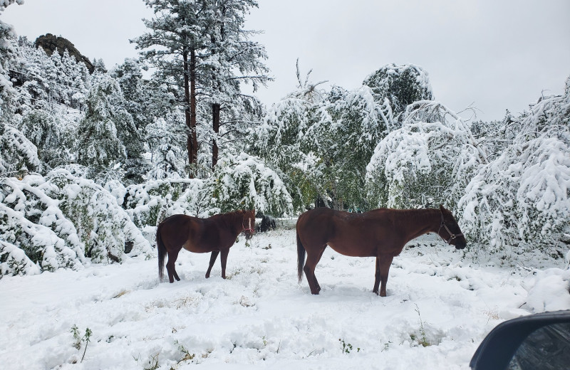 Horses at Triple R Ranch.