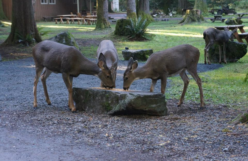 Deers at Mounthaven Resort.