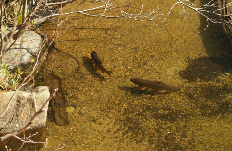 Fishing at Alpine Trail Ridge Inn.