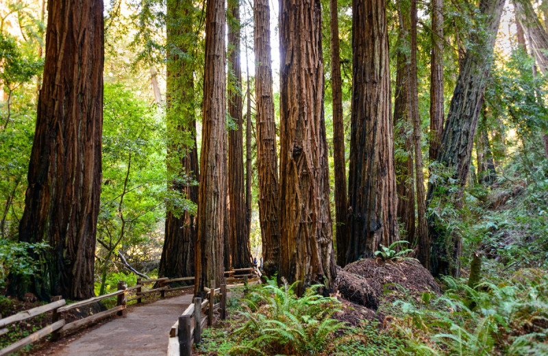 Muir Woods near Cavallo Point Lodge.