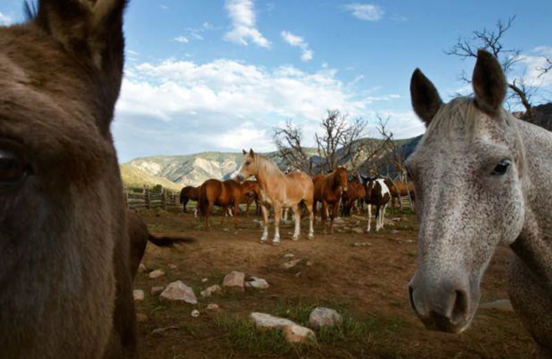 Horses at Gateway Canyons Resort 