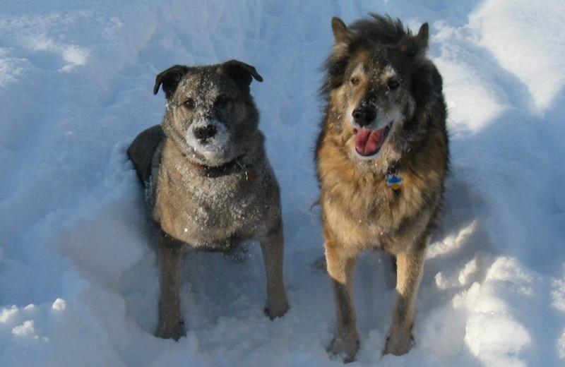 Pet friendly accommodations at Five Star Rentals of Montana.