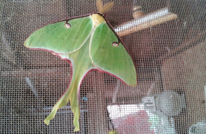 Luna moth at Tamarack Resort.