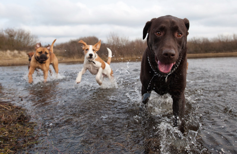 Pets welcome at Lighthouse Lodge Resort.