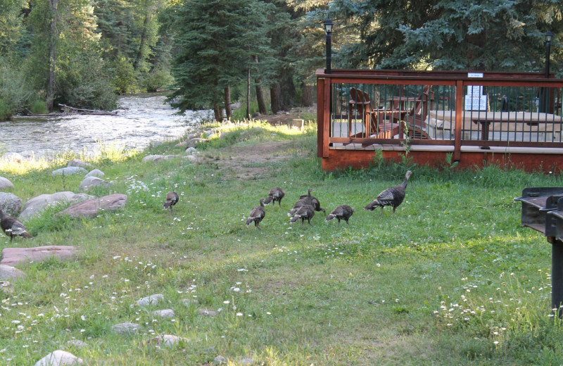 Turkey at O-Bar-O Cabins.