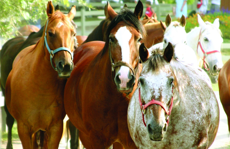 Horses at Rocking Horse Ranch Resort.