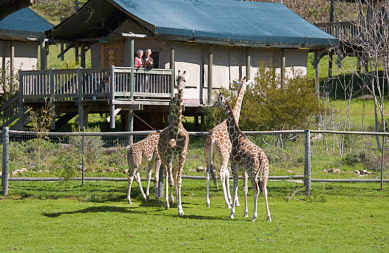 safari west santa rosa address