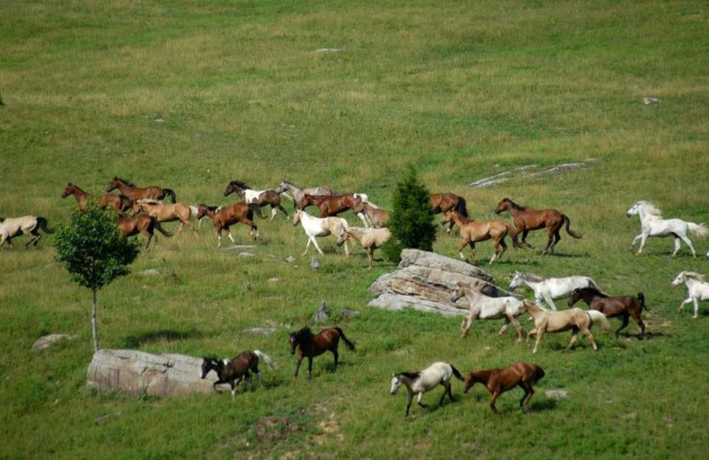 Horses at Horseshoe Canyon Ranch