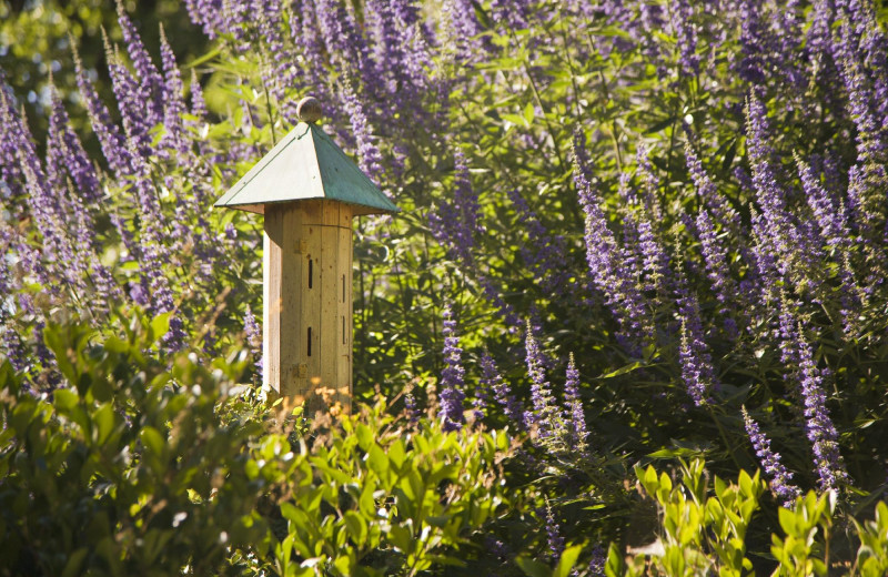 Garden at Cottage Grove Inn.