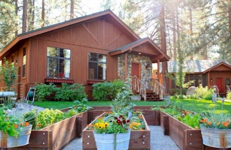 Black Bear Inn (South Lake Tahoe, CA) - Resort Reviews