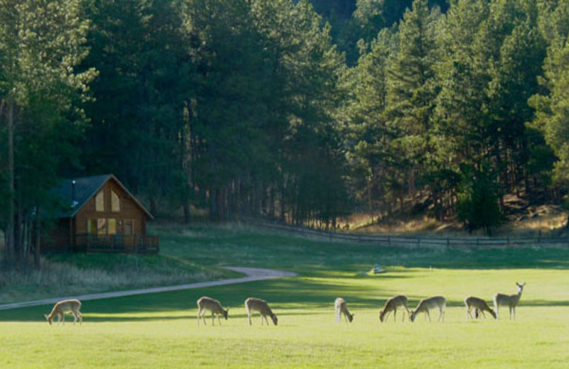 Deer at Newton Fork Ranch.