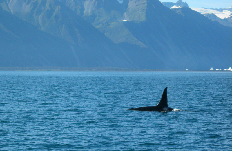 Killer whale at Soldotna B&B Lodge and Alaska Fishing Charters.