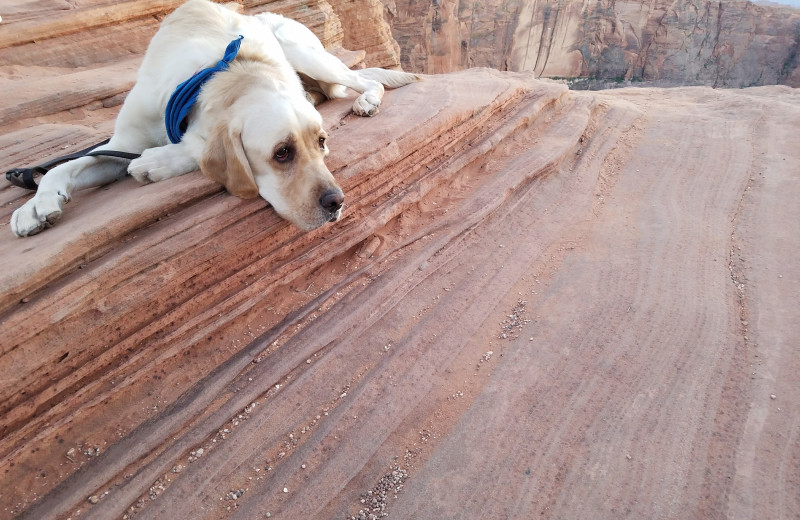 Pets welcome at Sky Rock Inn of Sedona.