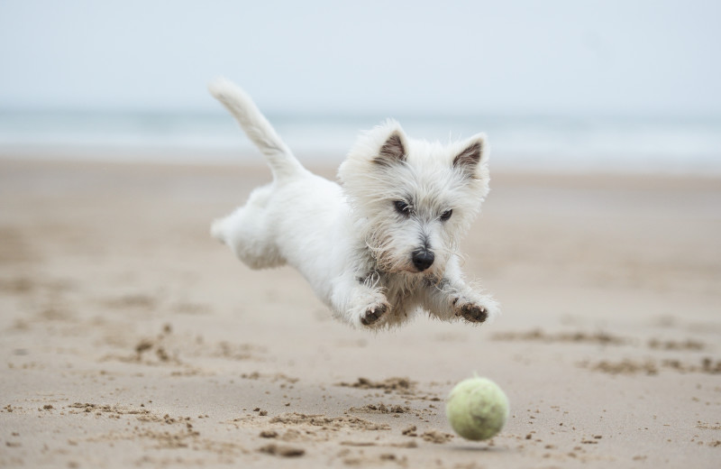 Pets welcome at Footbridge Beach Motel.