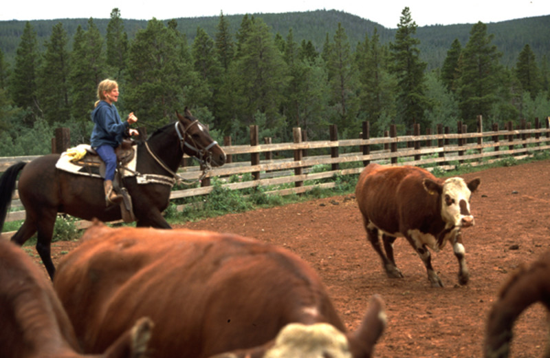 Roping Cattle at Latigo Ranch