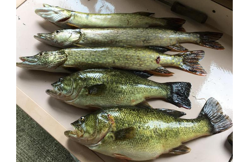 Fishing at Rising Eagle Resort.