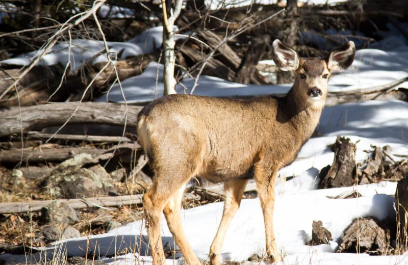 Deer at Resort Properties of Angel Fire.