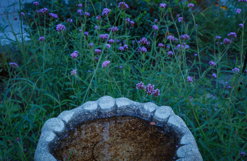 Garden at Cod Cove Inn.