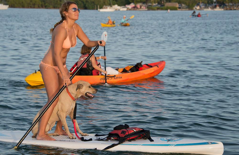 Pets welcome at Turtle Beach Resort.