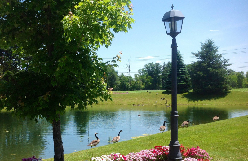 Pond view at Fairway Suites.