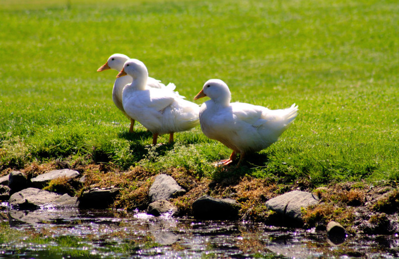 Ducks at Spring Valley Golf and Lodge.