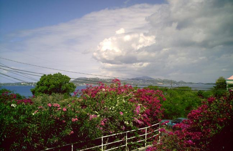 Garden view at Hillcrest Guest House.