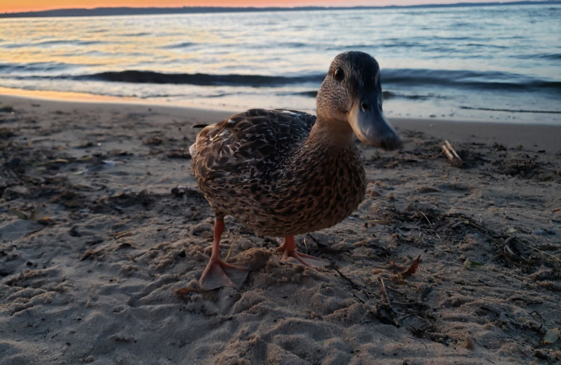 Duck at The Cherry Tree Inn & Suites.