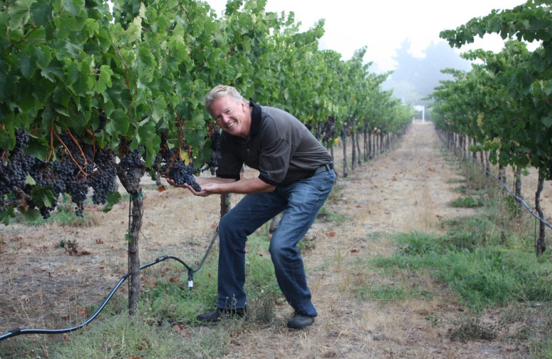 Backyard vineyard at Wine Country Cottages and Rentals.