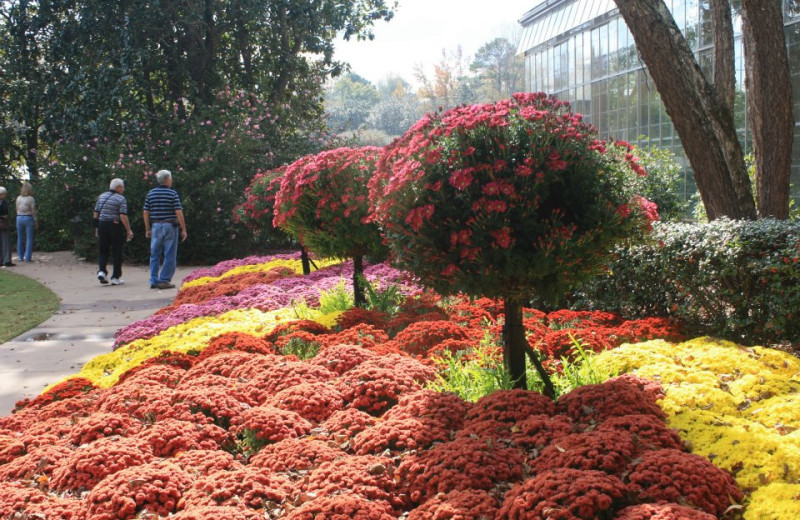 Mums at the Horticulture Center at Callaway Gardens.