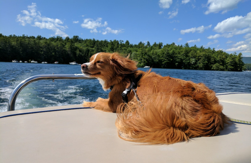 Pets welcome at At the Lakes Vacation Rentals.