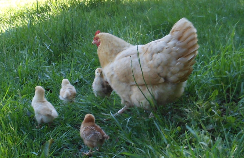 Chickens at Powder Creek Ranch.