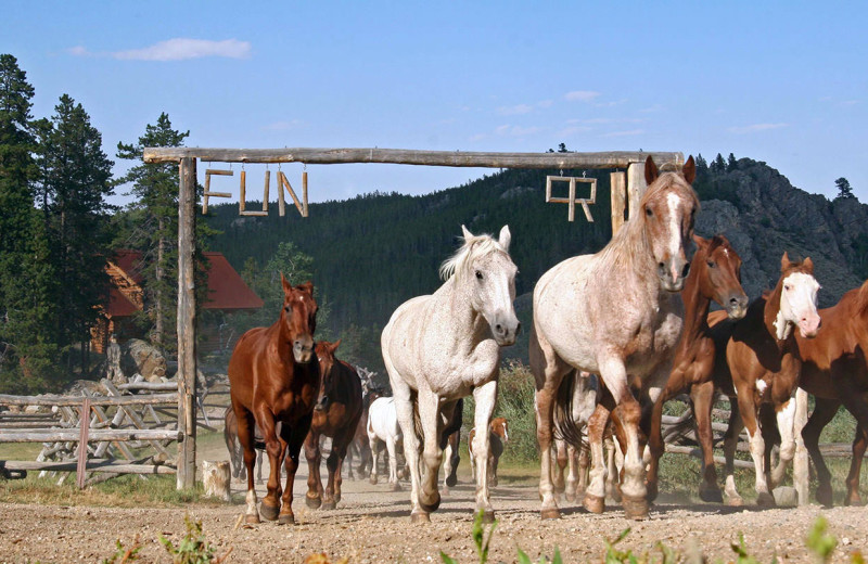 Horses running at Paradise Guest Ranch.