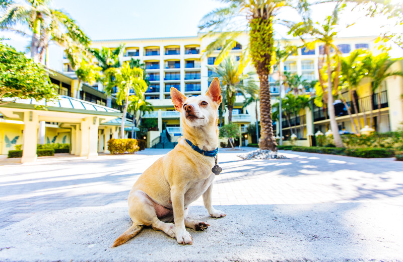 Pets welcome at Sirata Beach Resort.