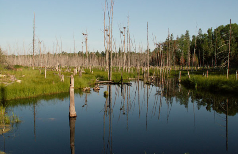 Bird watching at Balsam Cabin on Elephant Lake.