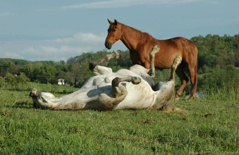 Playful horses at Guggisberg Swiss Inn/Amish Country Riding Stables.