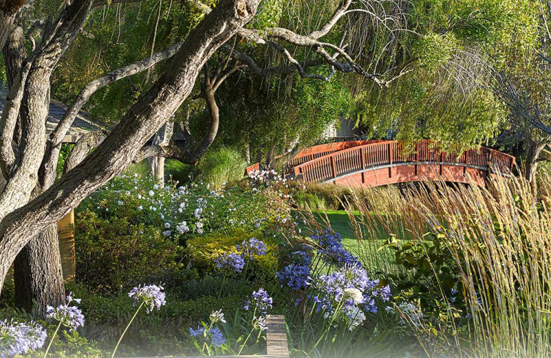 Pond view at Quail Lodge Resort.