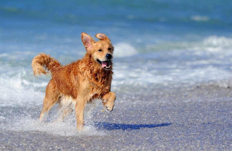 Pets welcome at Teeming Vacation Rentals.