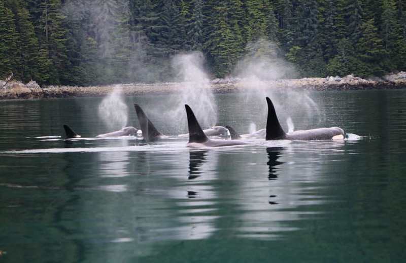 Whales at Elfin Cove Resort.