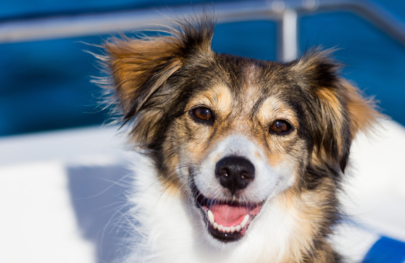 Pets welcome at Channel Waterfront Cottages.