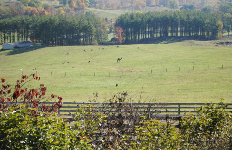 View of petting zoo at Pine Lakes Lodge.