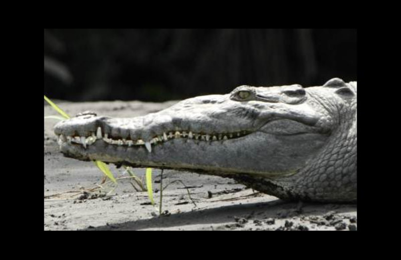 Crocodile at Jungle Tarpon Lodge.