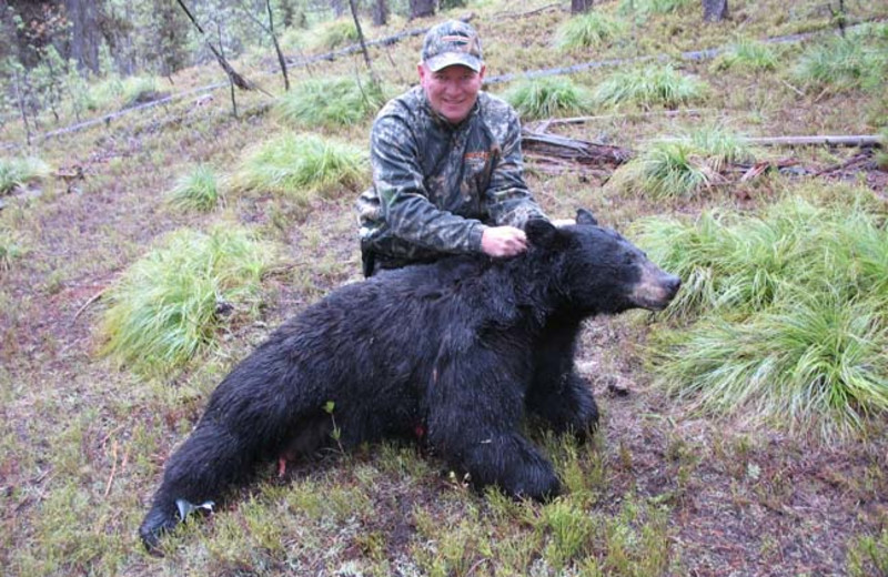 Bear hunting at Silver Spur Outfitters.