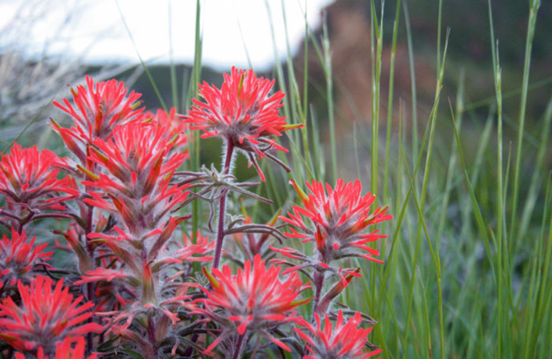 Native Plants at Bill Cody Ranch