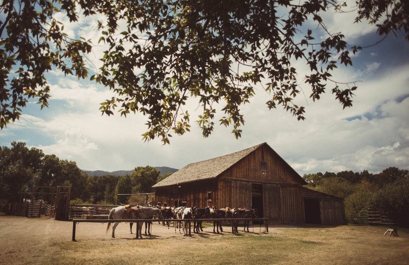 Horses at Vee Bar Guest Ranch.