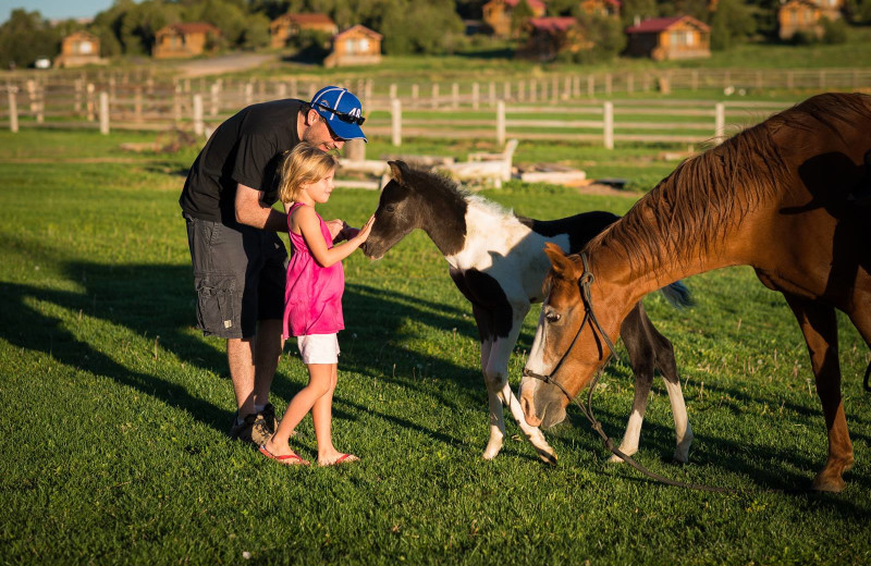 Petting the horses at Zion Mountain Ranch.