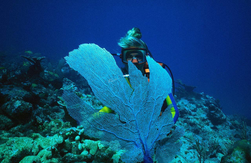 Diving at Royal Solaris - Los Cabos.