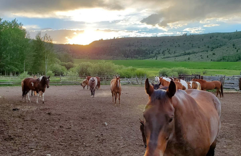 Horses at Granite Creek Guest Ranch.